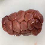 牛マメ　牛腰