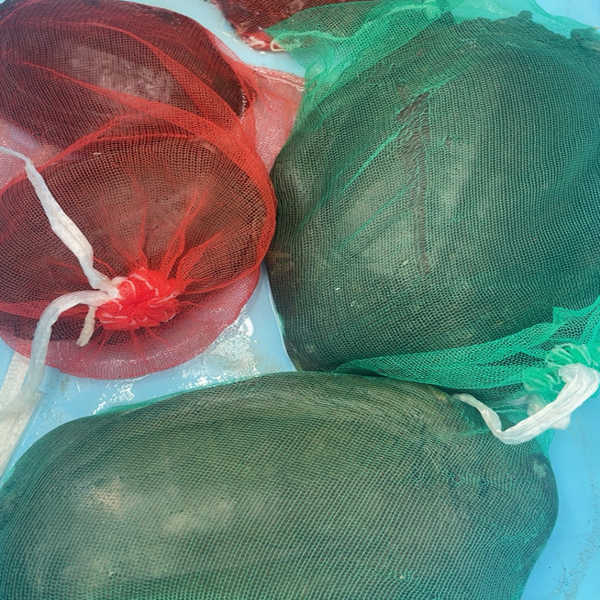 甲魚-----時価