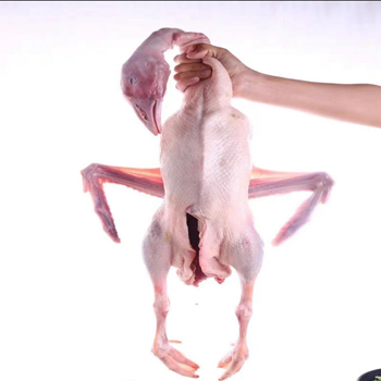 大我鳥