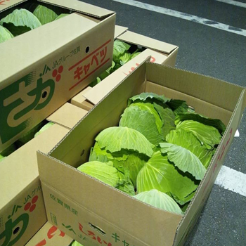 キャベツ　包菜ーーーーー時価