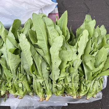 油麦菜ーーーーー時価