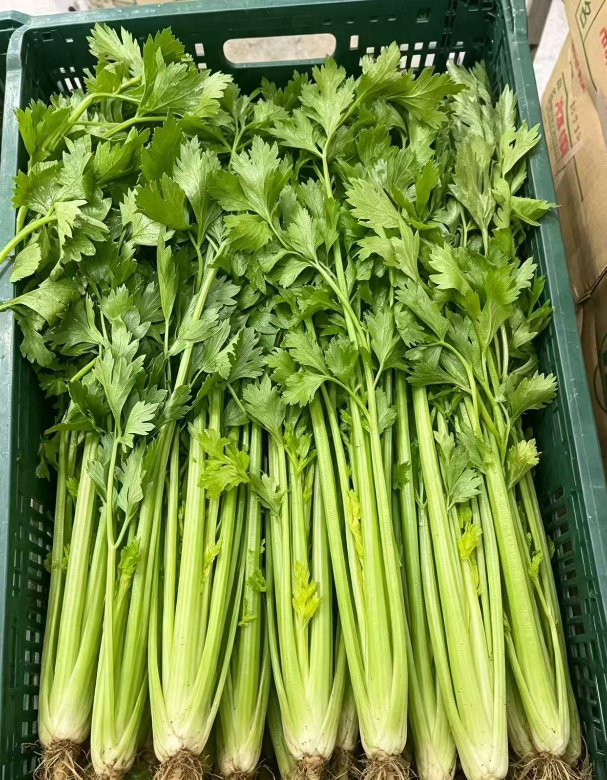 特大喜讯：芹菜,空心菜常年供应