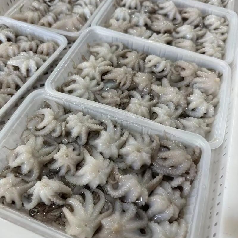 小章魚1㎏