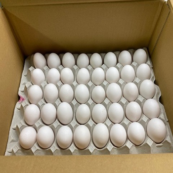 玉子　Lサイズ　　鶏蛋